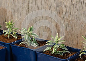 Seedlings of variegate lavender in blue pots