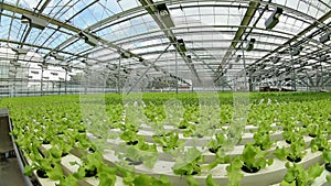 Seedlings of vegetable crops on an industrial scale