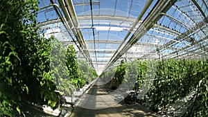 Seedlings of vegetable crops on an industrial scale