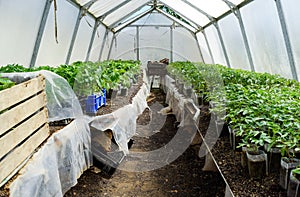 Seedlings of vegetables in the greenhouse. Tomatoes