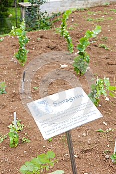 seedlings of vine called Savagnin in Pupillin, Franche-Comte, Fr