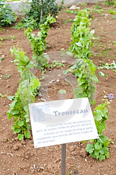 seedlings of vine called Trousseau in Pupillin, Franche-Comte, F