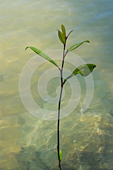 Seedlings in water.