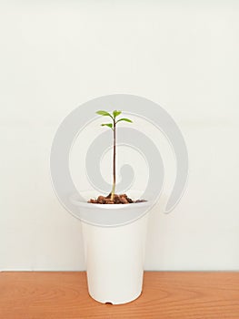 Seedlings in the white pots