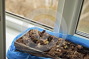 seedlings on a windowsill