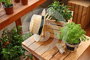 Seedlings, wooden crate, straw hat and rope on  table indoors. Gardening tools