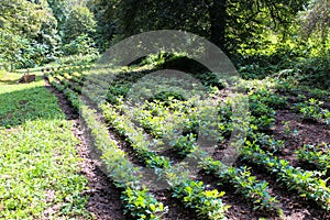 Seedlings of young oak trees in forestry