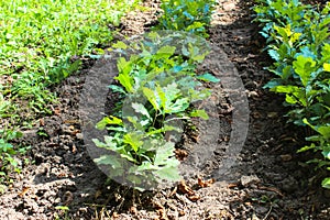 Seedlings of young oak trees in forestry