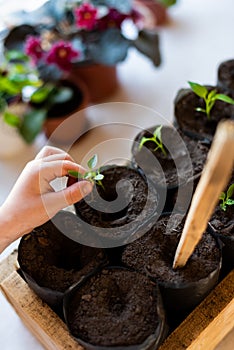 Seedlings of young pepper sprouts in a separate soil