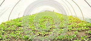 Seedlings of young peppers growing in a greenhouse under the plastic film. Organic vegetables. Agriculture. Farming Farmland.