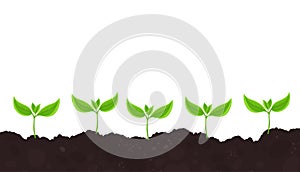 Seedlings. Young plant shoots germination. Green sprout leaves on the soil. Plants growing in the ground. Agricultural