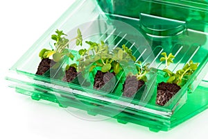 Seedlings, young plants in packaging for transportation, for planting in the ground,