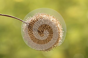 Seedpod of the American sycamore tree