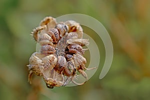 Seedpod of a garden marigold flower - Calendula officinalis