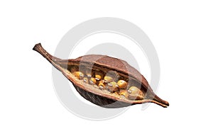 Seedpod of the kurrajong plant photo