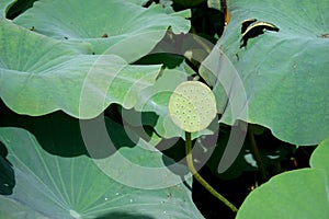 Seedpod of the lotus