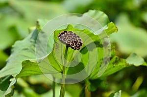 The seedpod of the lotus