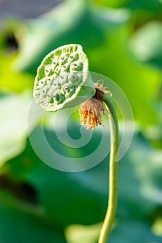 seedpod of the lotus