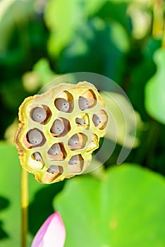 seedpod of the lotus