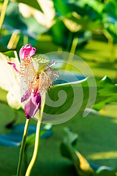 seedpod of the lotus