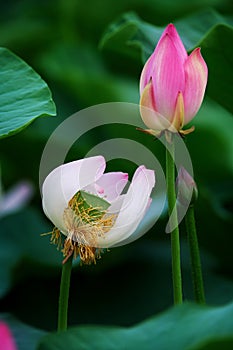 The seedpod of the lotus and flower bud