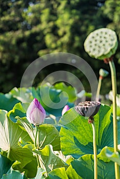 seedpod of the lotus and Lotus