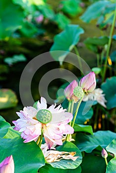 seedpod of the lotus and Lotus
