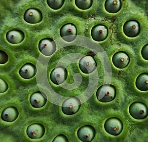 A seedpod of lotus with many seeds