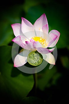 Seedpod of the lotus