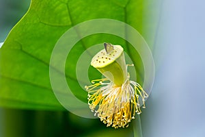 Seedpod of the lotus with small butterfly