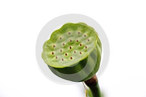 Seedpod of the lotus