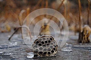 Seedpod of the lotus in winter with frost