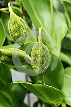 Seedpod of tropical `Canna Flaccida` plant