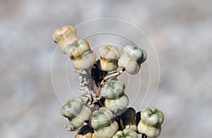 Seedpods of Asphodeline prismatocarpa in NiÄŸde province in Turkey