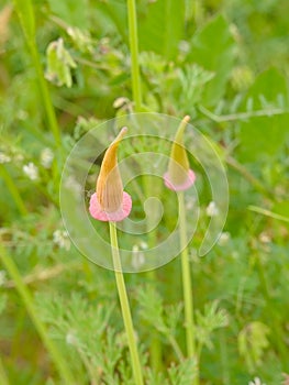 Seedpods of a californian poppy flower