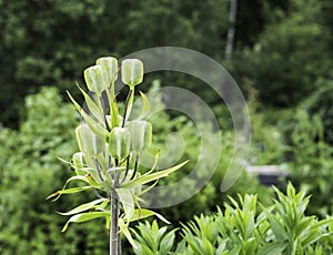 Seedpods of Fritillaria imperial