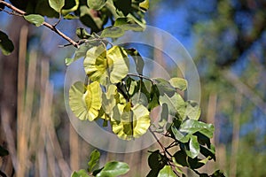 SEEDPODS AND LEAVES ON A LARGE FRUITED BUSHWILLOW TREE