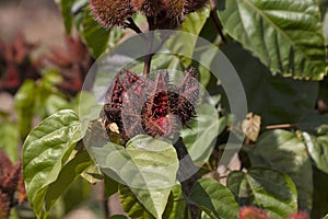 Seedpods of Lipstick tree, Bixa orellana.Source of annatto, a natural orange-red condiment