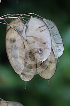 The seedpods of a Lunaria