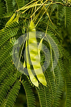 Seedpods of the tree Albizia julibrissin