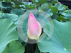 Seedpot and Lotus Flower in Bud