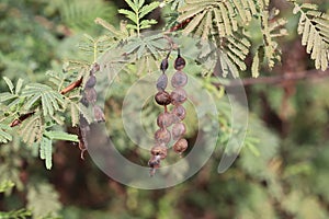 Seeds of acacia tree (acacia nilotica)