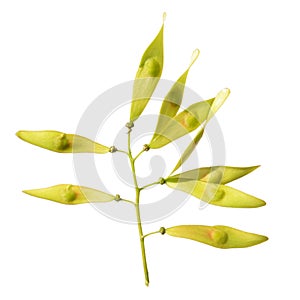 Seeds of ailanthus isolated on white