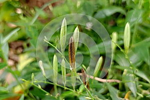 Seeds of Andrographis paniculata herbs on a fresh plant