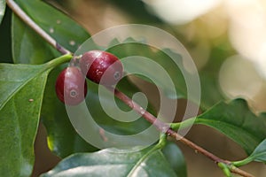 Seeds Arabica coffee on the tree