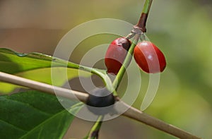 Seeds Arabica coffee on the tree