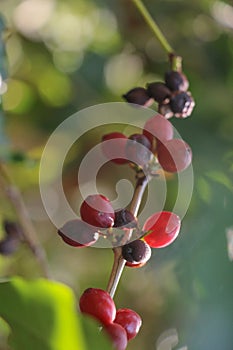 Seeds Arabica coffee on the tree