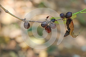 Seeds Arabica coffee on the tree