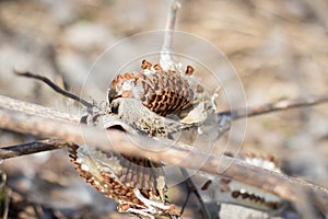 Seeds of Asclepias syriaca L. Harvest damage.