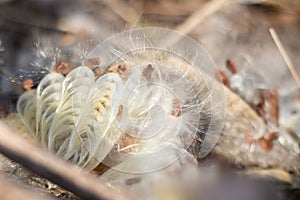 Seeds of Asclepias syriaca L. Harvest damage.